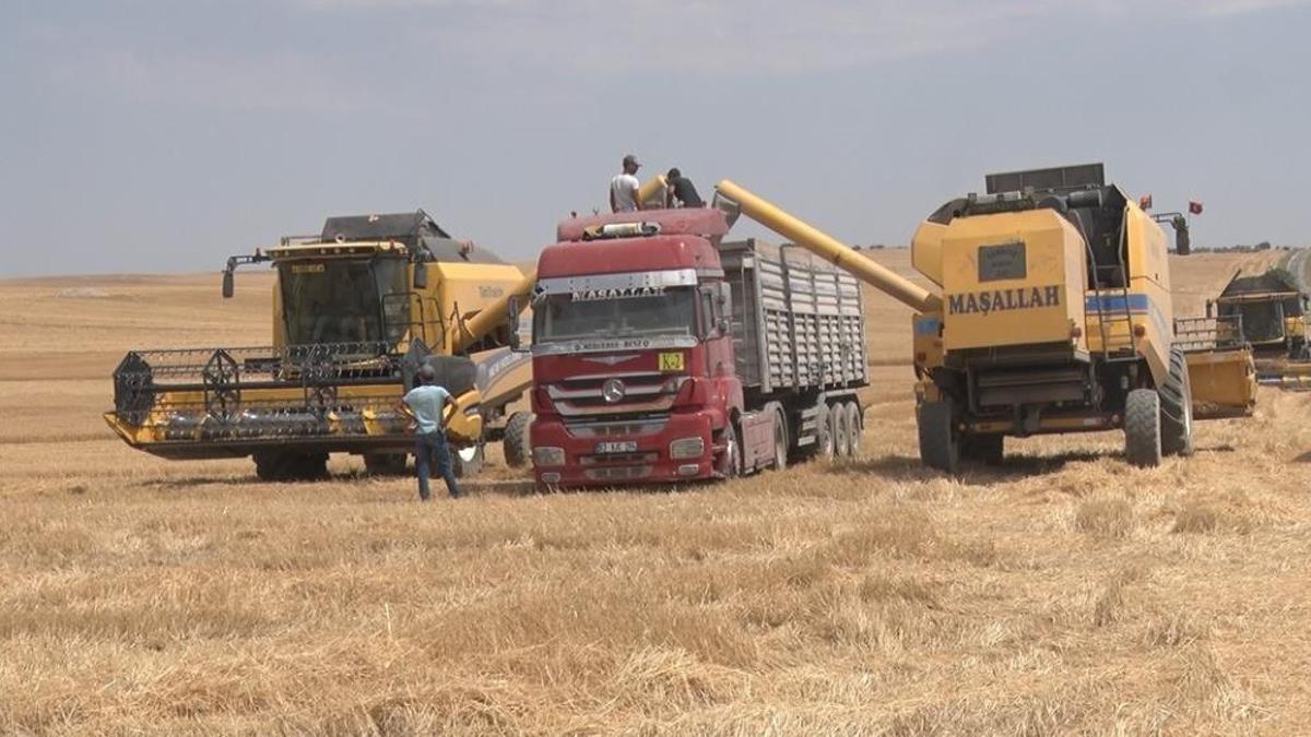 Türkiye'nin tahıl ambarında hasat sürüyor! Üretimde büyük artış var, ekmek, un fiyatlarına bile etki ediyor