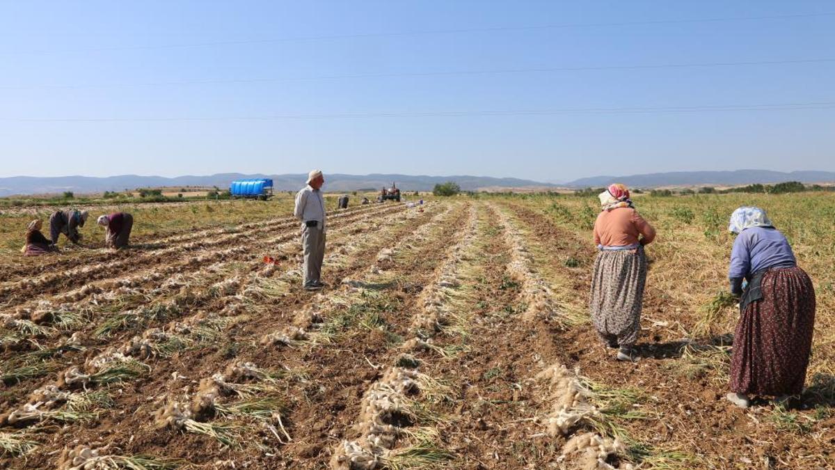 Kavurucu sıcakta zorlu mesai! 200 liraya tüm dünyanın damağına lezzet katıyorlar