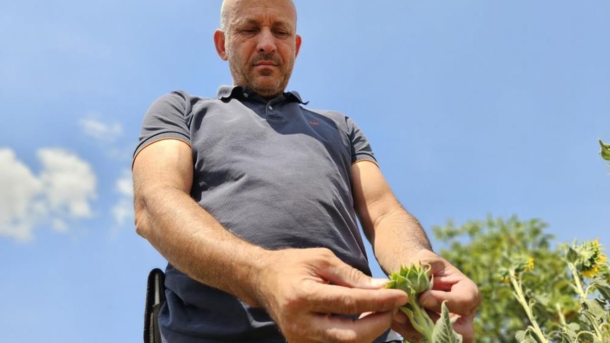 Türkiye'nin ihtiyacının yüzde 45'i buradan karşılanıyor! Verim düşük, fiyatlara etki edebilir
