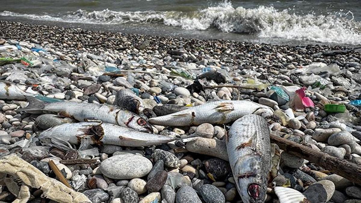 Mersin sahillerinde şoke eden görüntü: Deniz kahverengiye döndü, kıyıya vuran yüzlerce ölü balık paniğe neden oldu