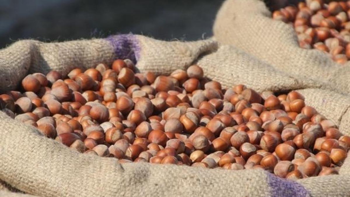 Samsun'da fındık rekolte tahmini belli oldu: O ilçe birinci sırada yer aldı