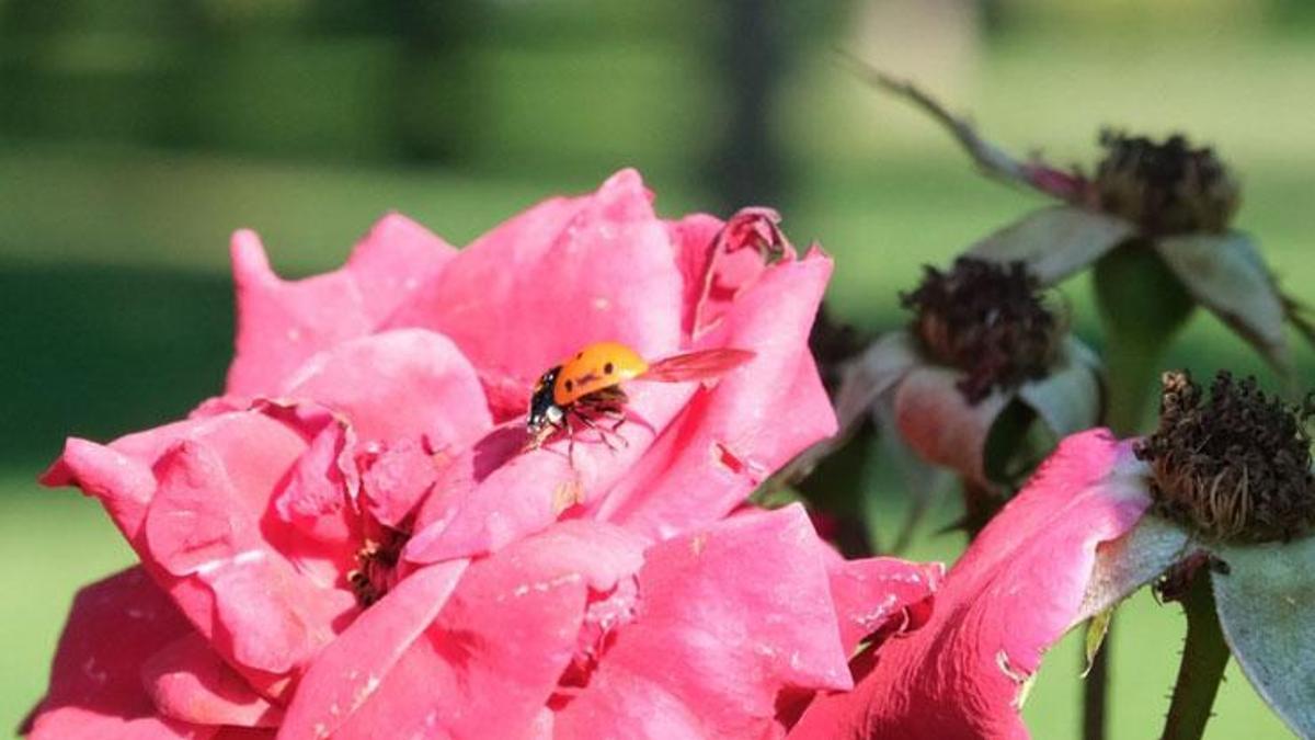 Çorum'da yaprak bitiyle mücadele için 500 uğur böceği doğaya salındı