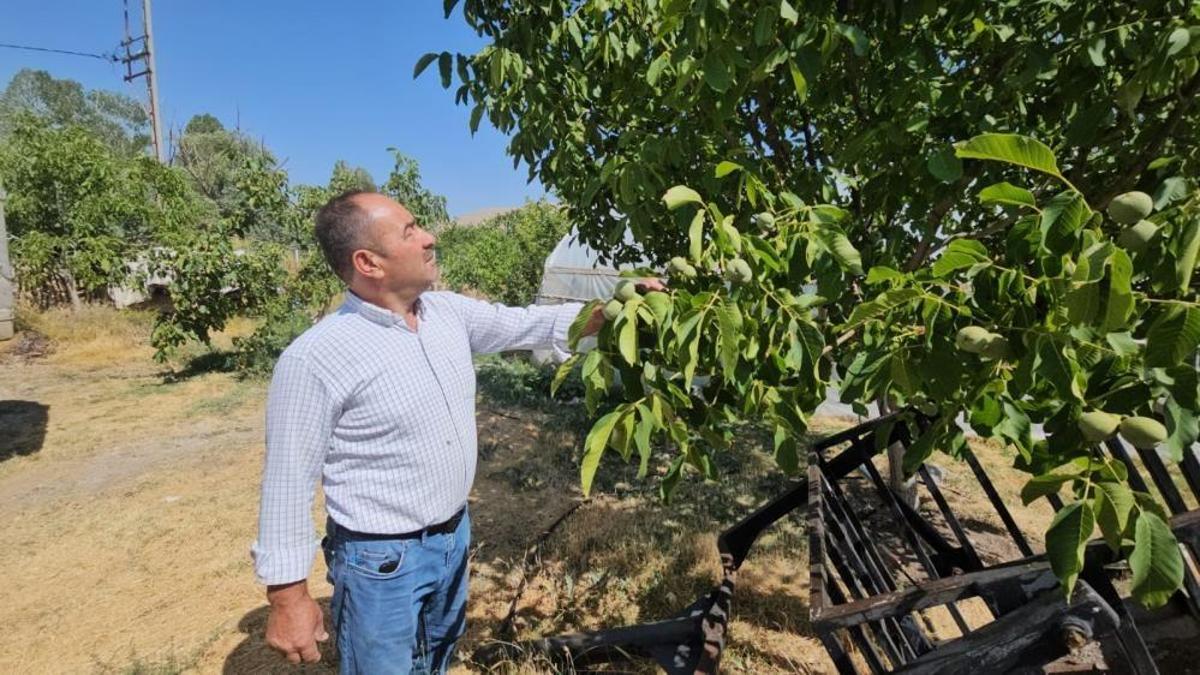 Herkes bilmiyor, en iyileri burada yetişiyor! Cevizde bu yıl rekor düzeyde rekolte bekleniyor
