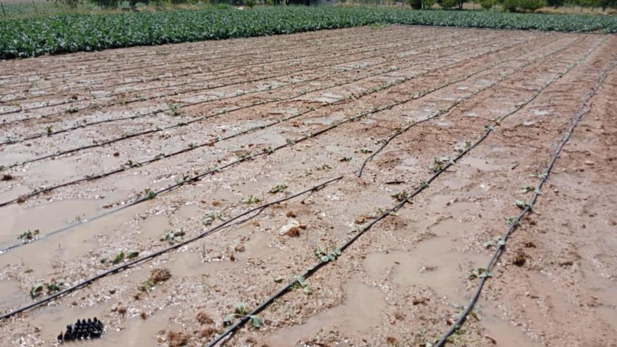 Mersin'de şiddetli dolu yağışı etkili oldu! Ekili alanlara zarar verdi