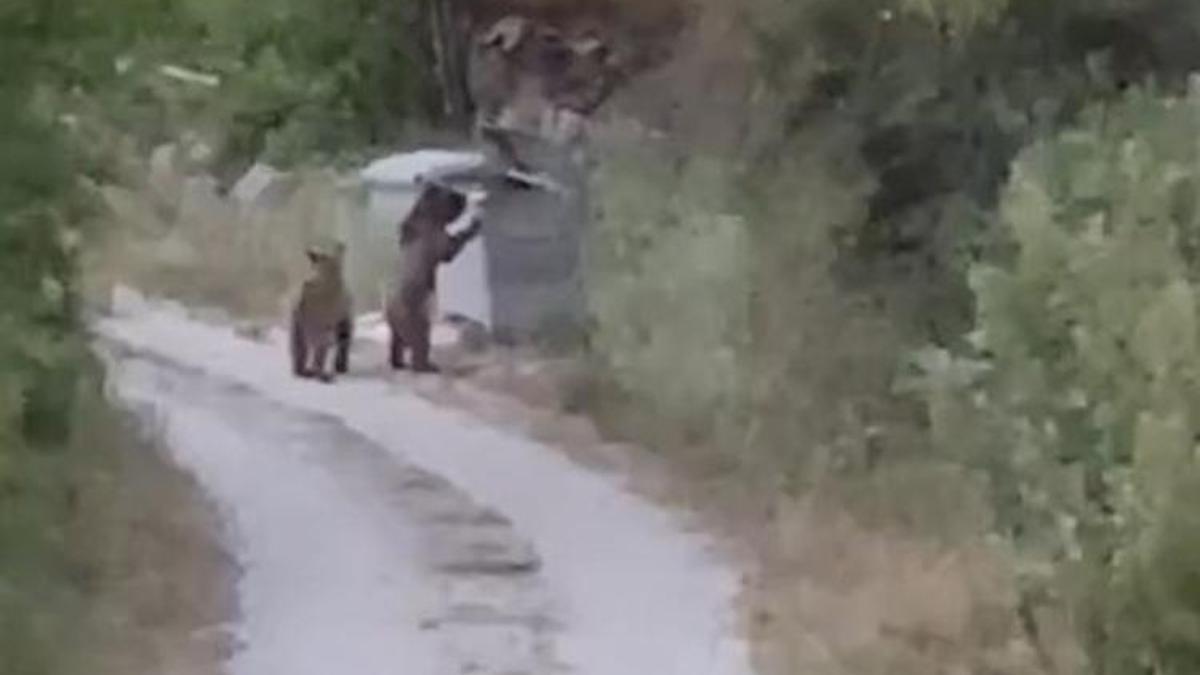 Bu kez köye inen ayılar şaşırdı! Tokat'tan gelen görüntüler gülümsetti
