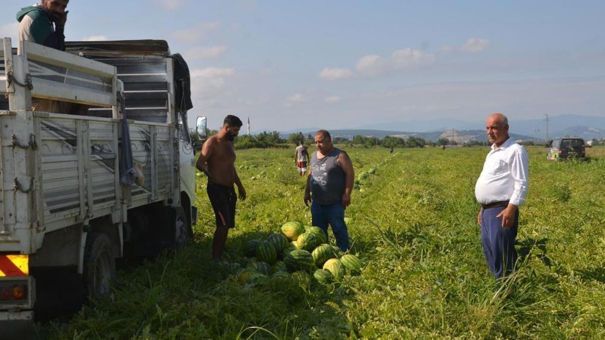 Samsun karpuzu çıktı ama hasat tat vermiyor! Kilosu 2 lira, üretici çare arıyor