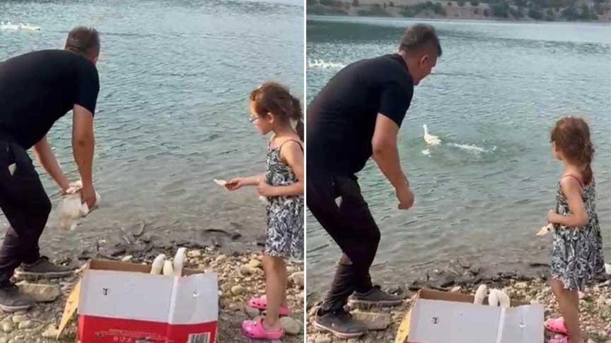 Baba kız yıllardır birlikte beslemişlerdi: 'Defne'nin Ördekleri' Feke Barajı'na renk kattı!
