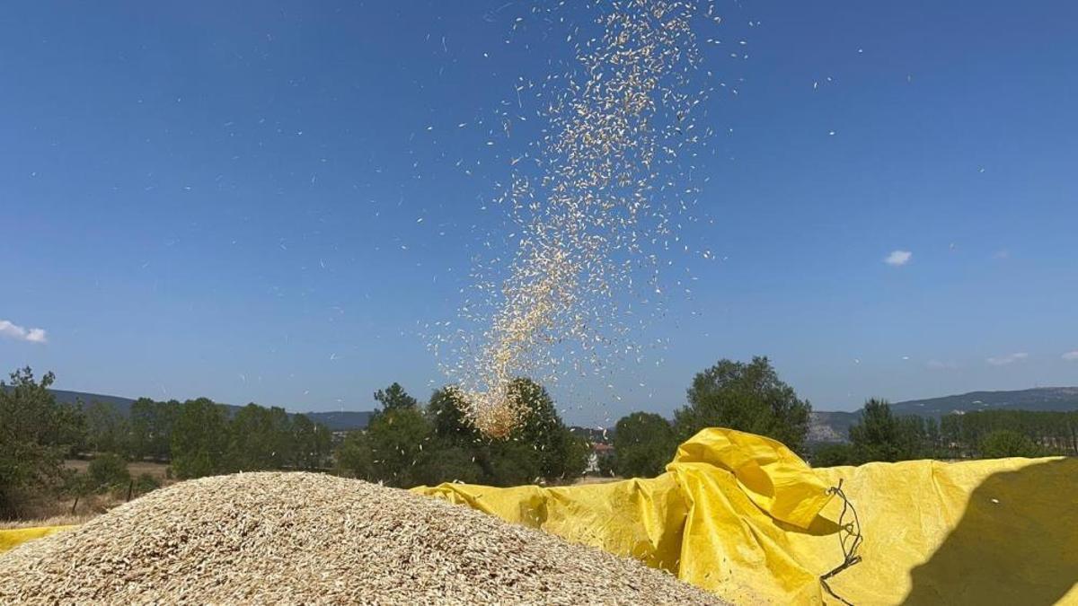 "Hitit buğdayı" olarak biliniyor! 12 bin yıllık geçmişi var bugüne kadar genetiği bozulmadı