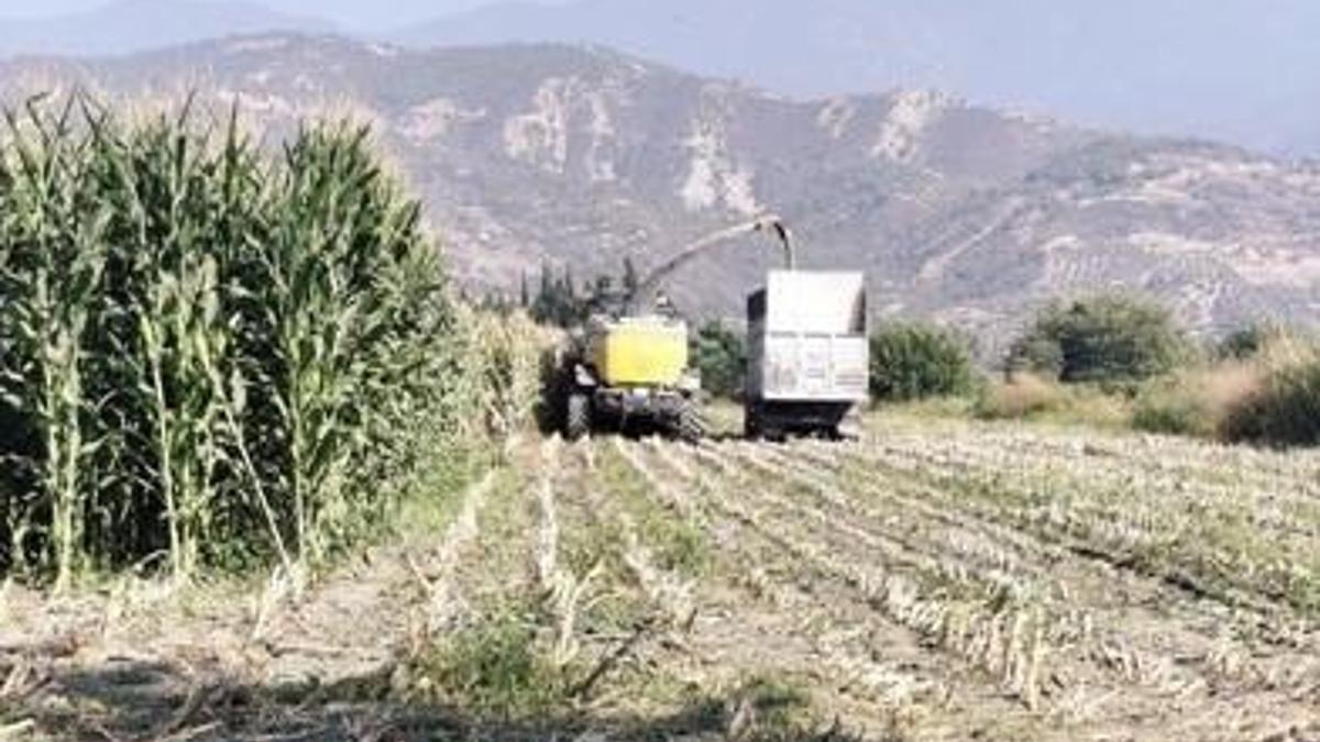 Hatay'da silajlık mısır hasadı başladı