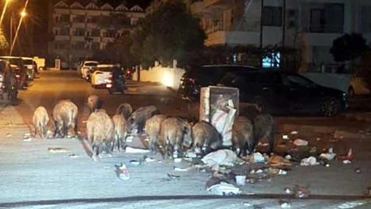 Park ve sahillerde alarm! Bir ilçeyi domuzlar istila etti
