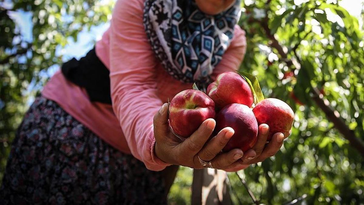 Yüzyılın don olayı sonrası fırsatçılık tepkisi: Elimde liste var, şeftali 120 lira olmaz