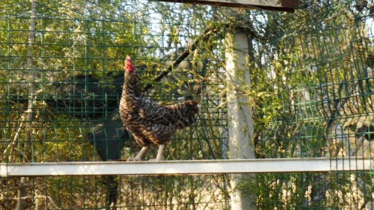 Yangını görünce kaçan tavuk günler sonra bakın nereden çıktı?