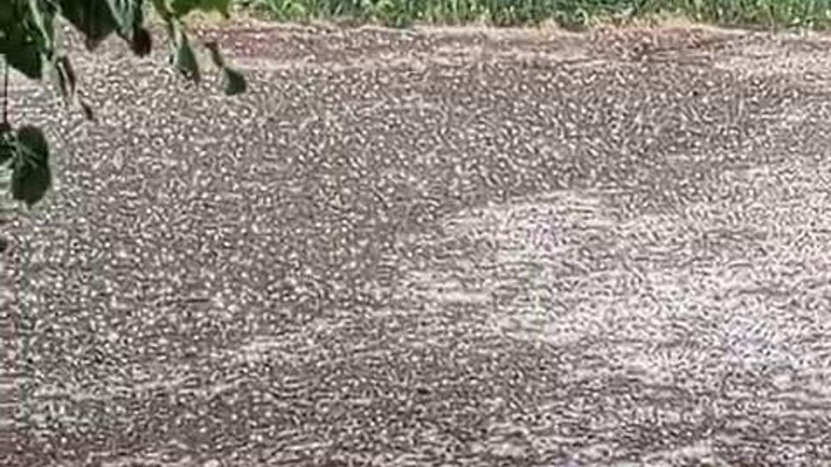 Elazığ Karakoçan’da dolu yağışı