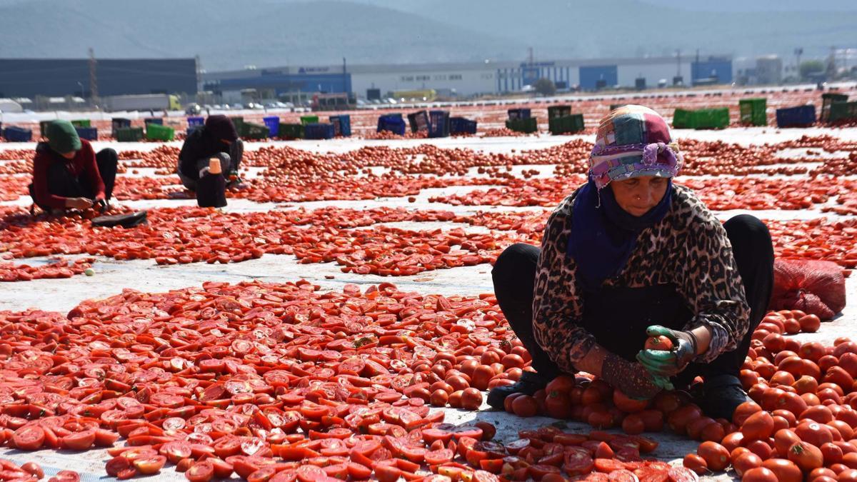 İzmir'de kuru domates mesaisi