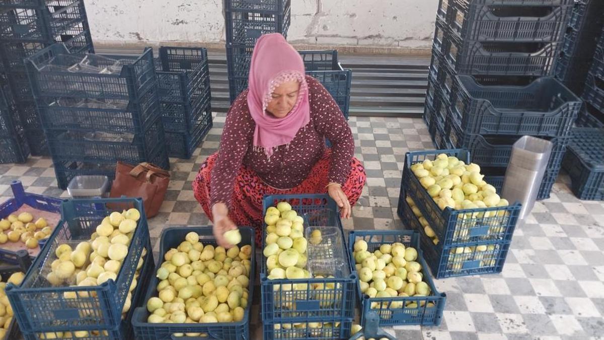 İlk hasatta 200 liraydı, şimdi 150 liraya düştü! Kurusunu 1500 liraya satıyorlar