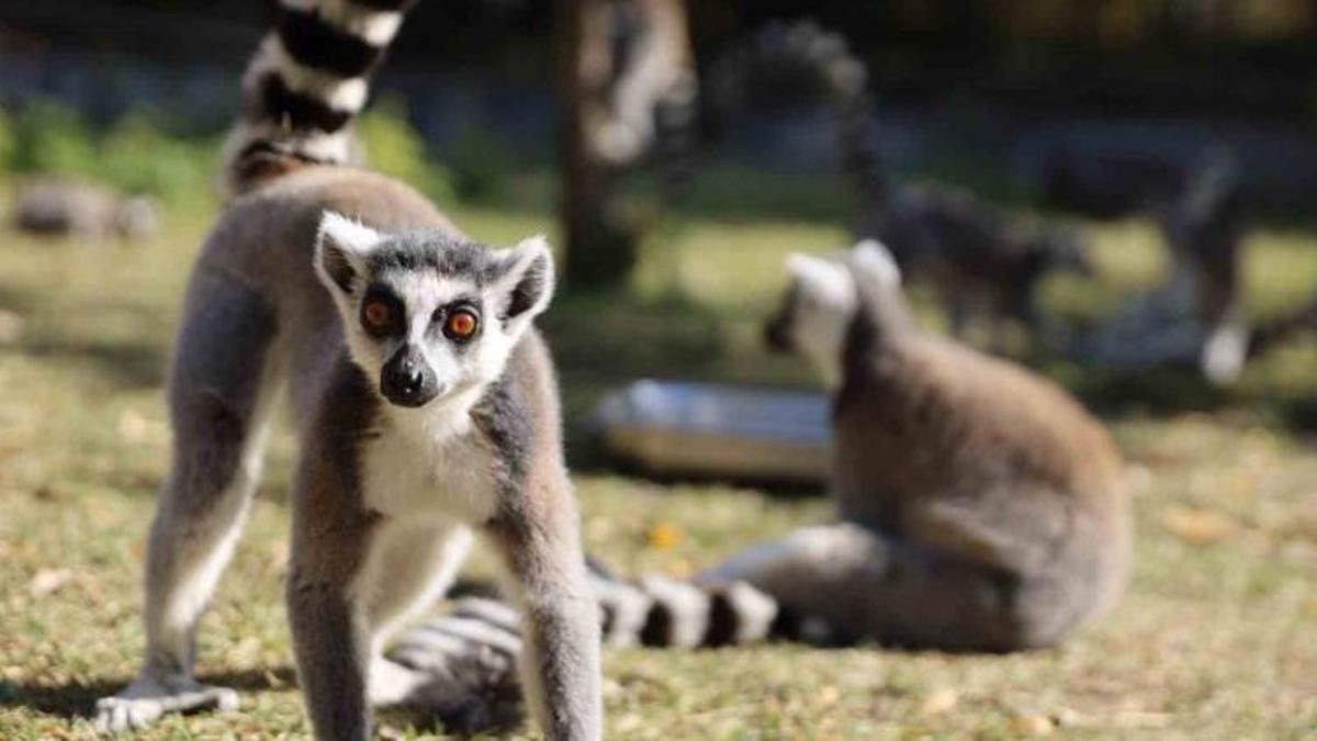Bursa Hayvanat Bahçesi ücreti, bulunan hayvanlar, giriş - çıkış saatleri, ulaşım ve yorumları