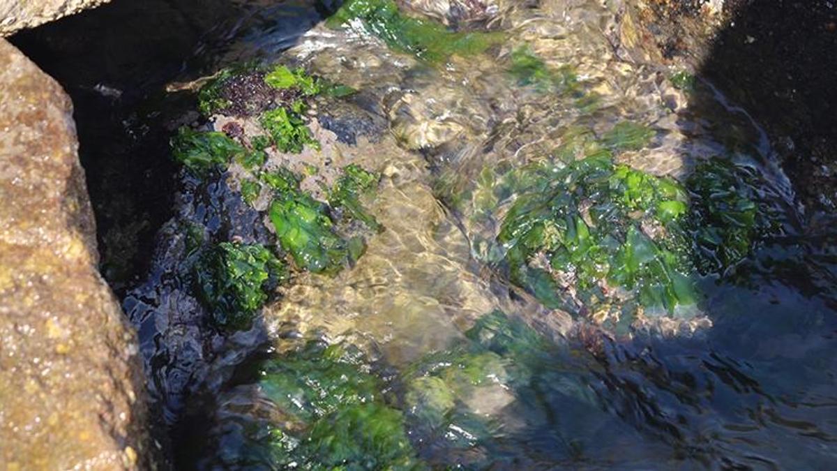 Japon kozmetiğinin sırrı ortaya çıktı! Uzak Doğular şifasını herkesten gizliyordu, Giresun'a talih kuşu kondu