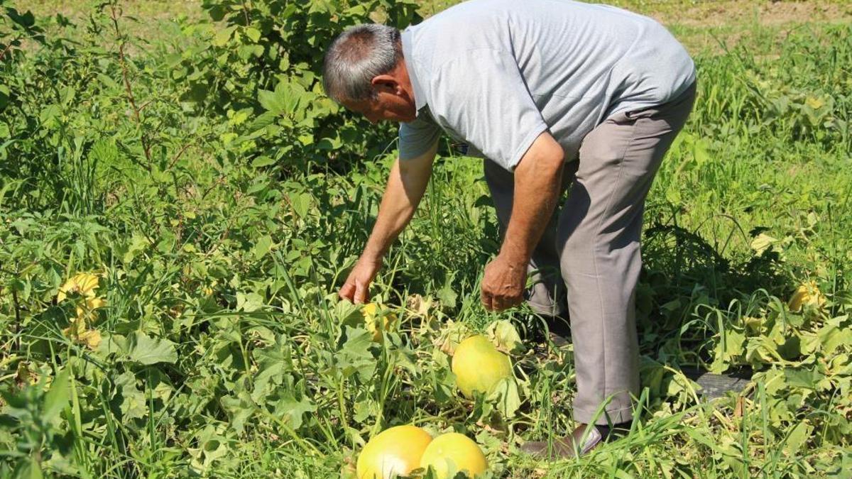 Pazarda 40 lira, tarlada 25 lira haftaya 15 liraya düşecek! Bu sezonki hasat sevindirdi