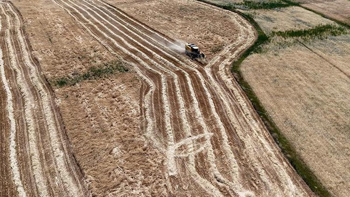 Türkiye'nin tahıl ambarı diğer illeri solladı: Hasat başladı, resmen bereket yağıyor!