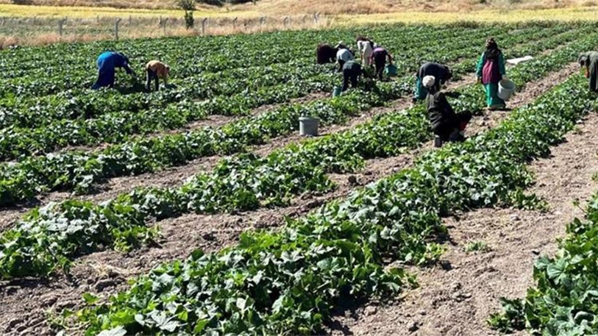 Çubuk'un altın hasadı başladı: Başkentten sofralara gelecek, kütür kütür olmasının birçok nedeni var