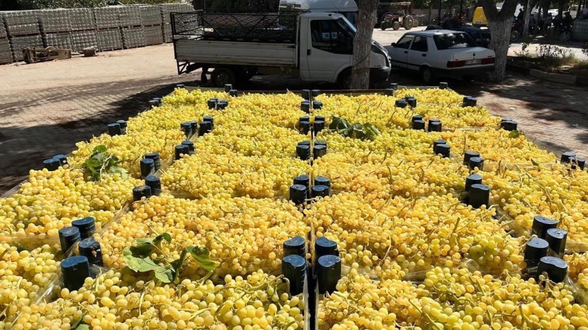 Altın sarısı meyvenin yolculuğu başladı! 35 ile 50 TL arasında alıcı buluyor