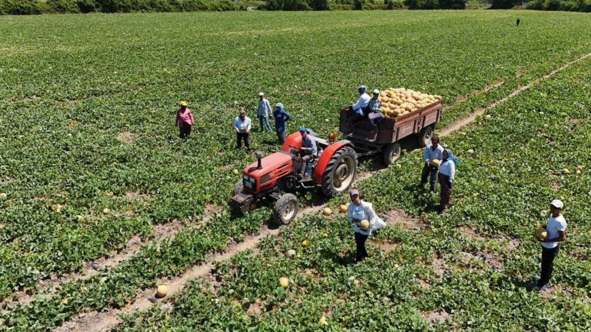 Bunlar Bafra Ovası’nın mahsulü! Tadına diyecek yok, fiyatı her cebe göre