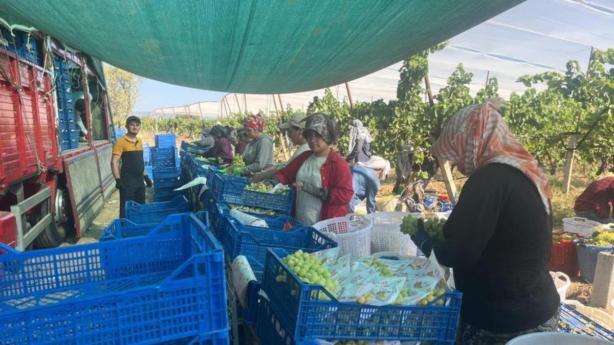 Hasat başladı, Avrupa ve Arap ülkelerinden talep alıyor! Kilogram fiyatı 50 liradan satılıyor