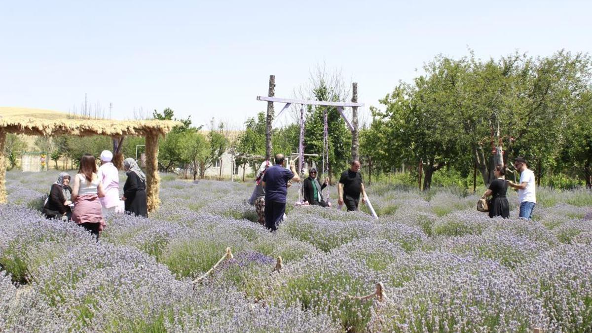 "Burada lavanta yetişmez" dediler o dinlemedi! Hem turizme katkı sağladı hem de para kazandı