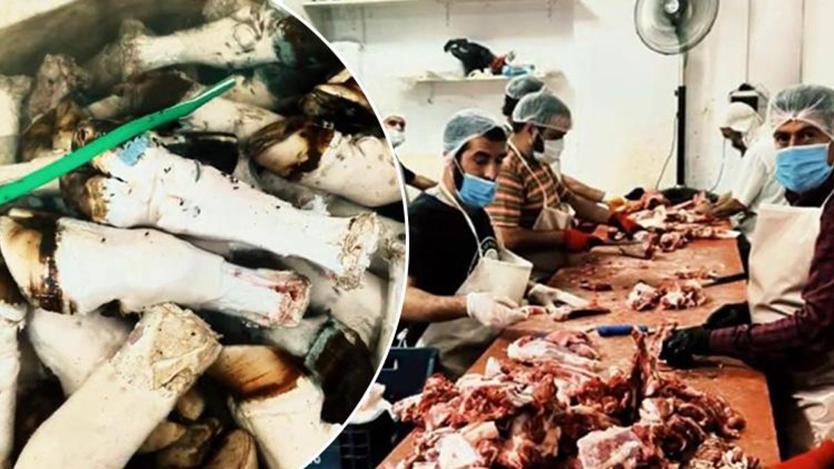 Adana'da mide bulandıran görüntüler! Tonlarca paça ve bağırsak ele geçirildi