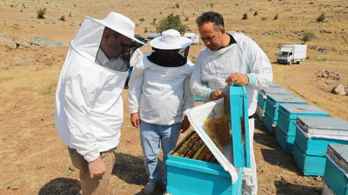 Niğde'de üniversitede faaliyete geçtiler! Tam 2 ton hasat edildi