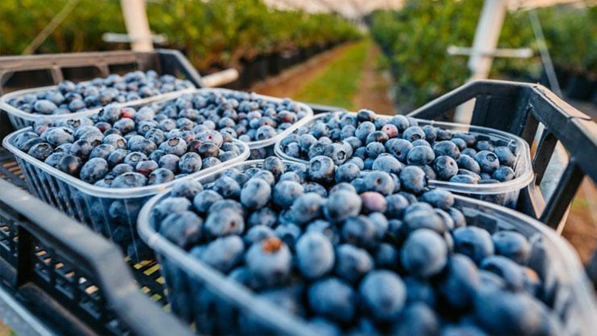 İzmir'de 3 yıl önce dikilen blueberry meyvesinin ilk hasadı yapıldı: 40-50 yıl ömrü var