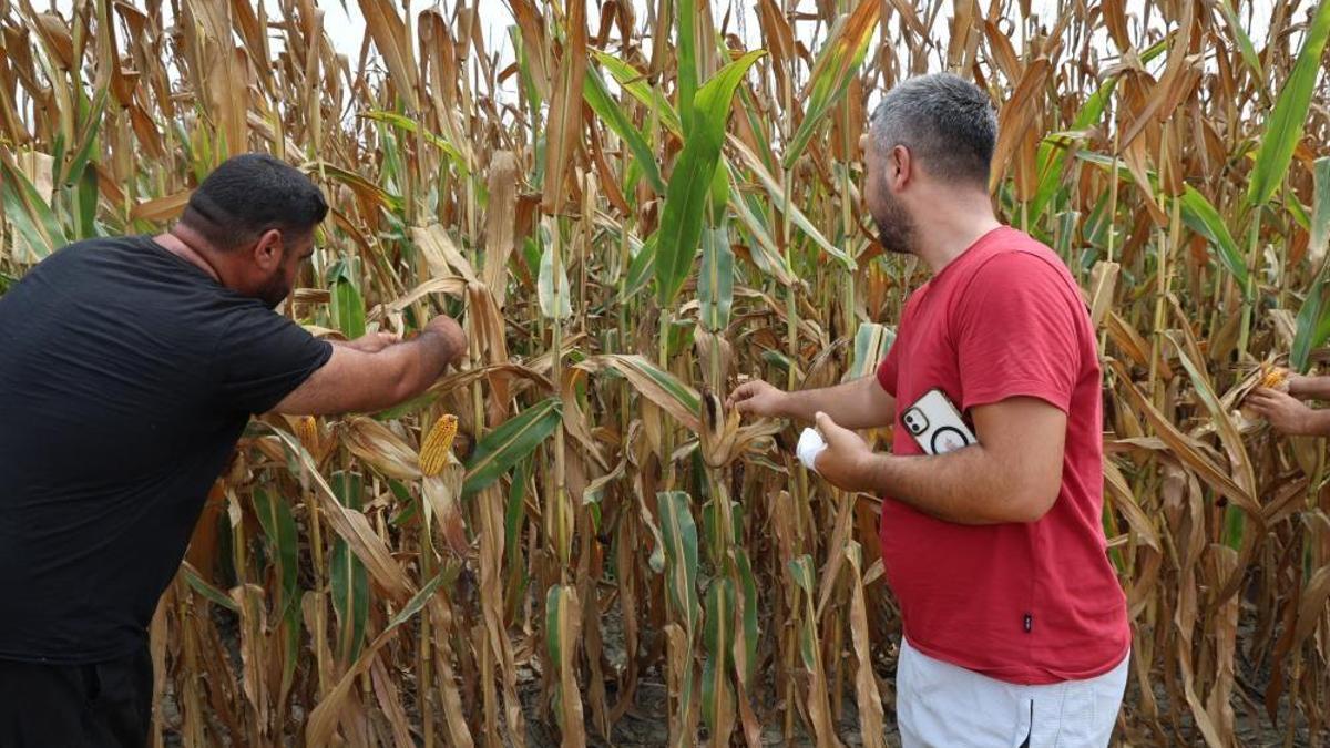Adana'da mısır hasadı başladı! Çiftçini yüzü gülüyor