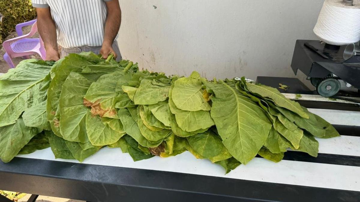 Siirt'te tütün hasadı başladı