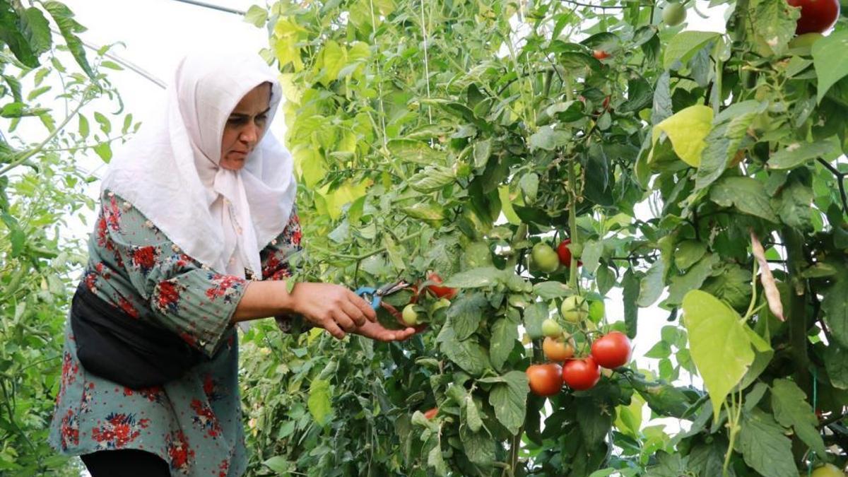 Domates yetiştiriciliği üreticiye umut oldu