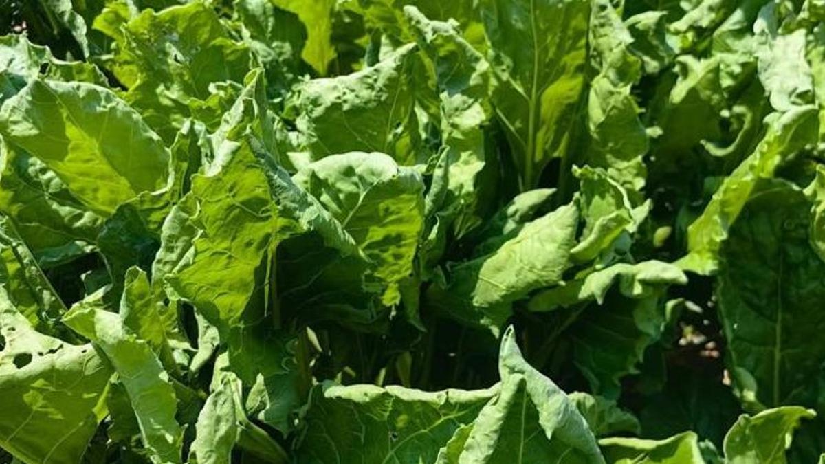 Konya'da köylülerin başı belada! Tehlike her yeri sardı: Virüs giderek yayılıyor