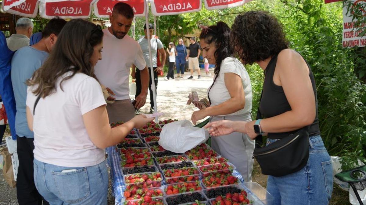 Mevsimi geçti ama ikinci kez hasadı yapılıyor! Kilosu 250 liradan alıcı buluyor
