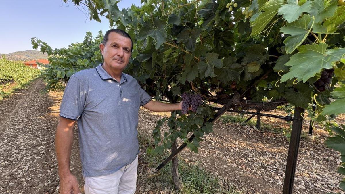 Tadında doyum olmuyor! Bu yıl yüzde 25 rekolte bekleniyor