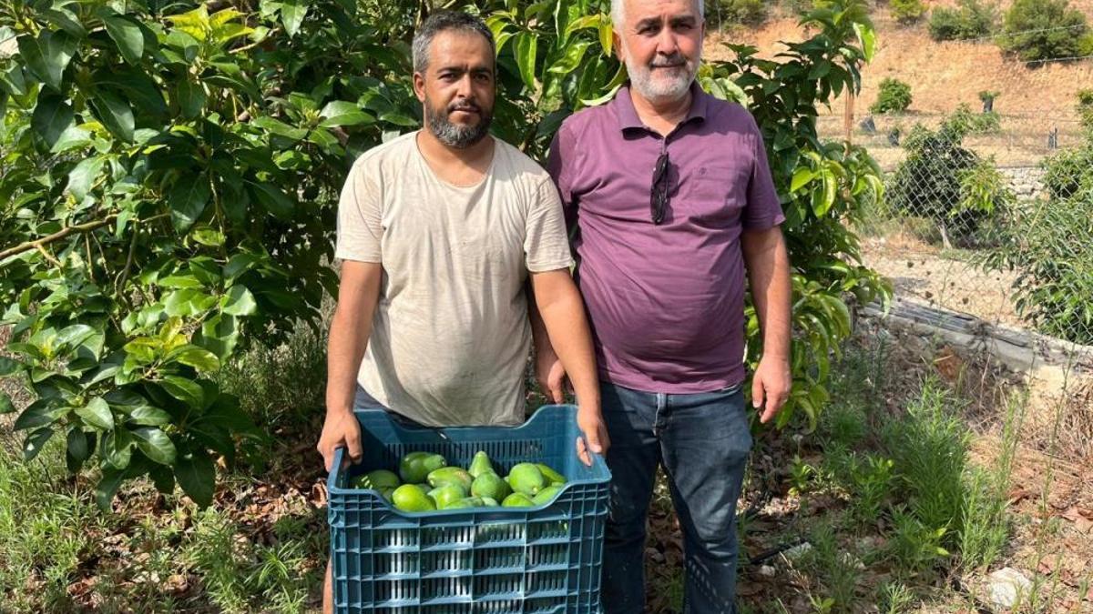 Antalya'da hasat ediliyor, Amerikan armudu olarak biliniyor! Bu tropikal meyvenin tanesi 50 liradan satılıyor
