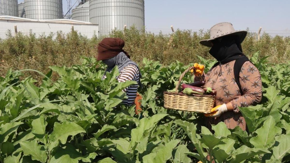 Ata tohumlarıyla üretiyorlar, lezzetine lezzet katıyorlar! Hasat zamanı geldi, emeklerin karşılığı alınacak