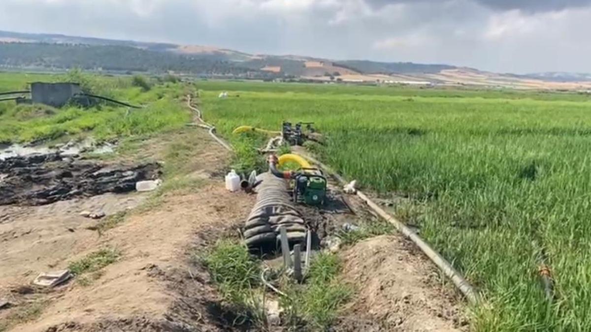 Kuraklık tehlikesi! Gönen Ovası'nda çeltik tarlaları susuz kaldı