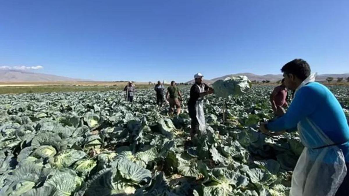 Günlük 4 bin TL'ye işçi bulunamıyorlar: Hasat dönemi geldi, eleman yok!