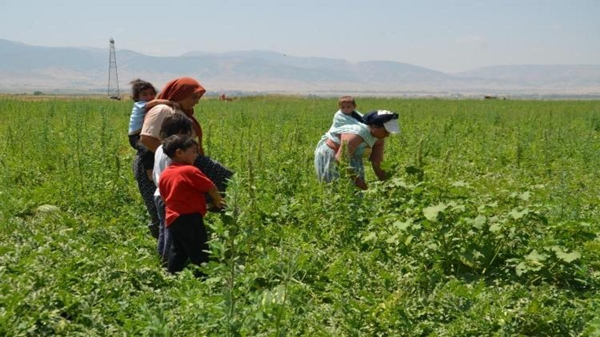 Muş Ovası'nda karpuz mesaisi: Kadın işçiler ev ekonomisine katkı sağlıyor