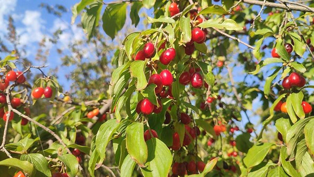 Şerbeti, çayı, meyvesi oluyor: Erzincan'ın medar-ı iftiharı! İlk hasat başladı