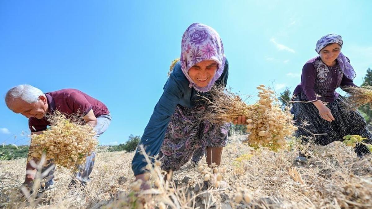 Mersin'de hibe nohutlar hasat edildi! 5 dönümden elde edilen ürün yüzleri güldürdü