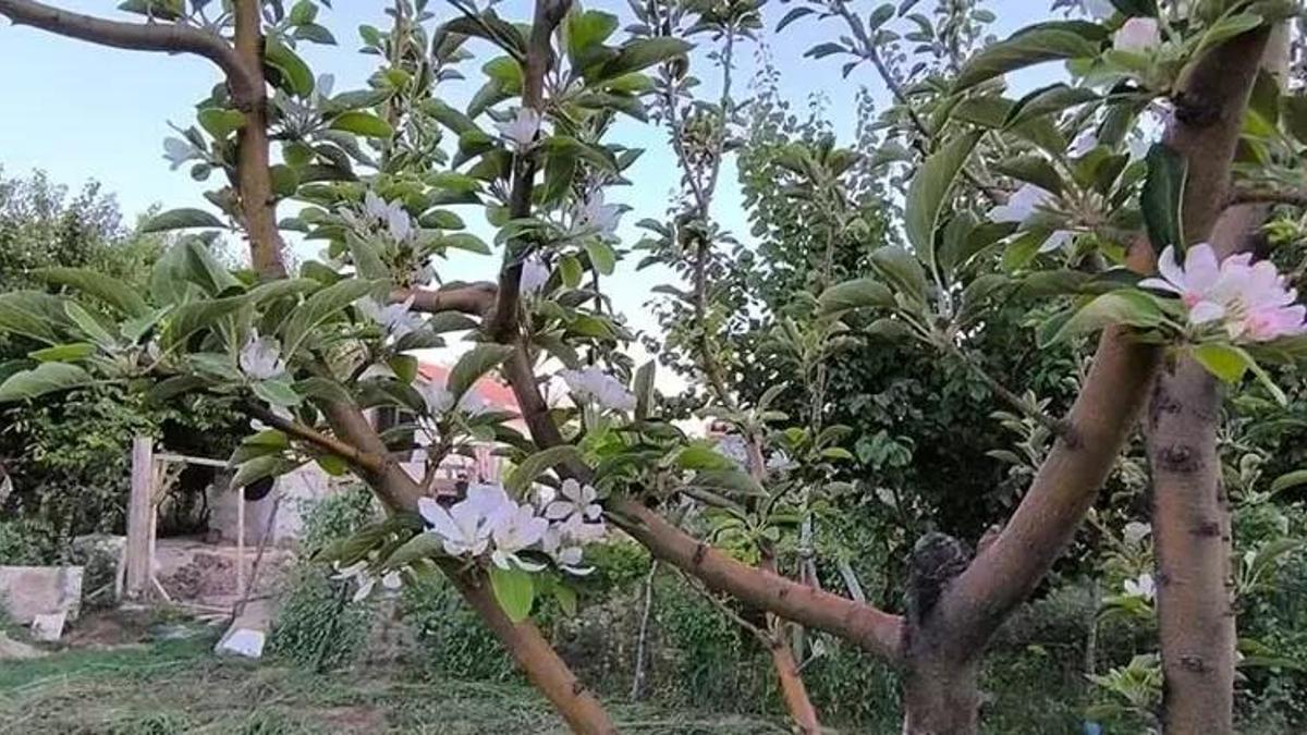 Kayseri'de elma ağacı Ağustos'ta çiçek açtı