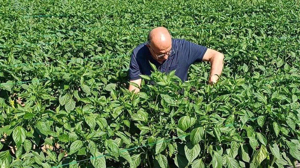 Bir defa eken yılda 30 kez hasat ediyor! 1 dönüm 5 ton ürün veriyor ,tek seferde 70 bin TL kazanç sağlanıyor