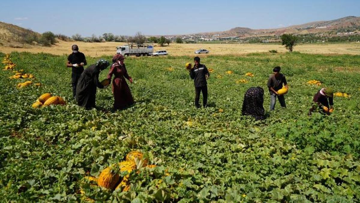 Talebe yetişemiyor, 100 ton ürün kapış kapış gidiyor
