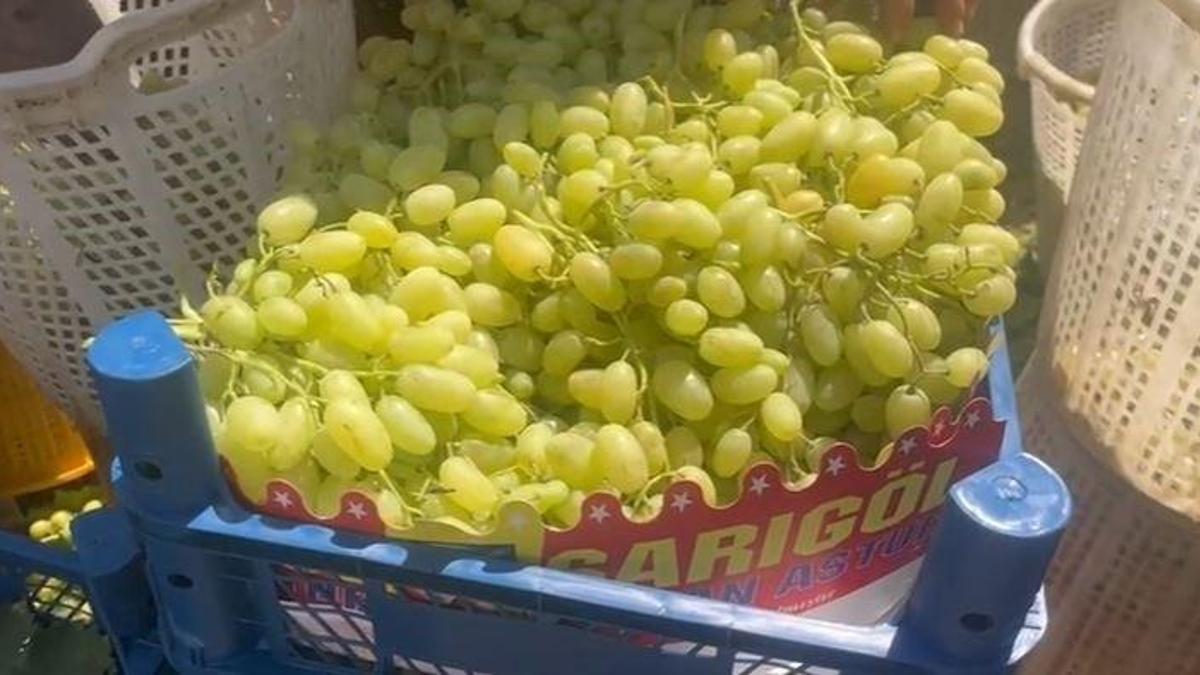 Denizli'de üzüm hasat başladı! Birçok ülkeye ihraç ediliyor