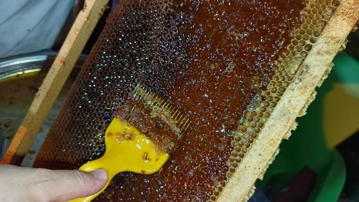 Ordu'da bal hasadı başladı: 7 bin ton kayıp var