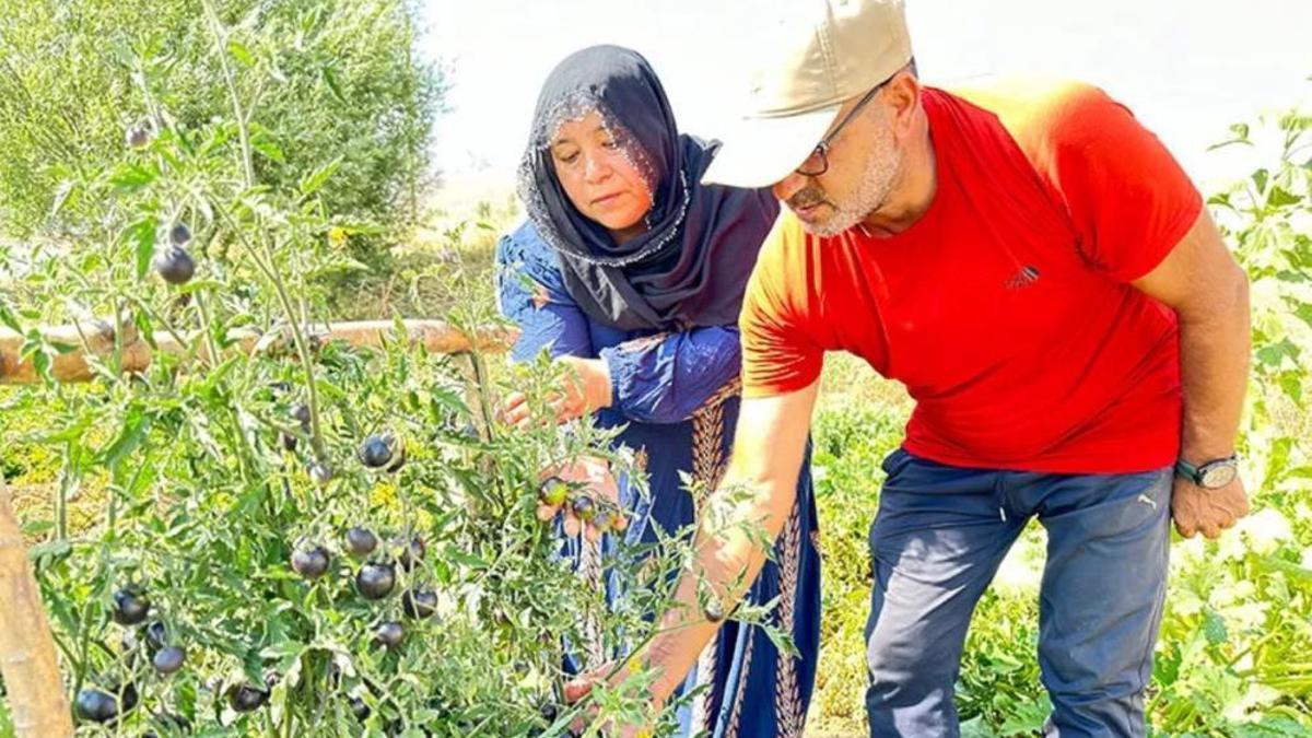 Yöresel lezzet olmaya aday siyah domates: Yüksekova'da yetişiyor, iki kez ürün verdi!